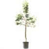 Pruimenboom (Prunus Dom. Bleue De Belgique Leivorm), In Pot -COPPELMANS Winkel pruim prunus dom bleue de belgique lei 1500x1500 623c766536edc l