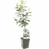Pruimenboom (Prunus Dom. Hauszwetsche Patio), In Pot -COPPELMANS Winkel pruim prunus dom hauszwetsche patio 1500x1500 623c76efb2052 l