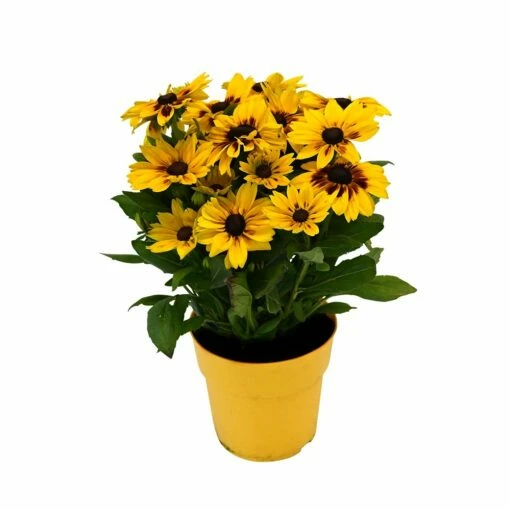 Rudbeckia 'Little Gold Star' -COPPELMANS Winkel rudbeckia little gold star 1000x1000 62de53509874f l