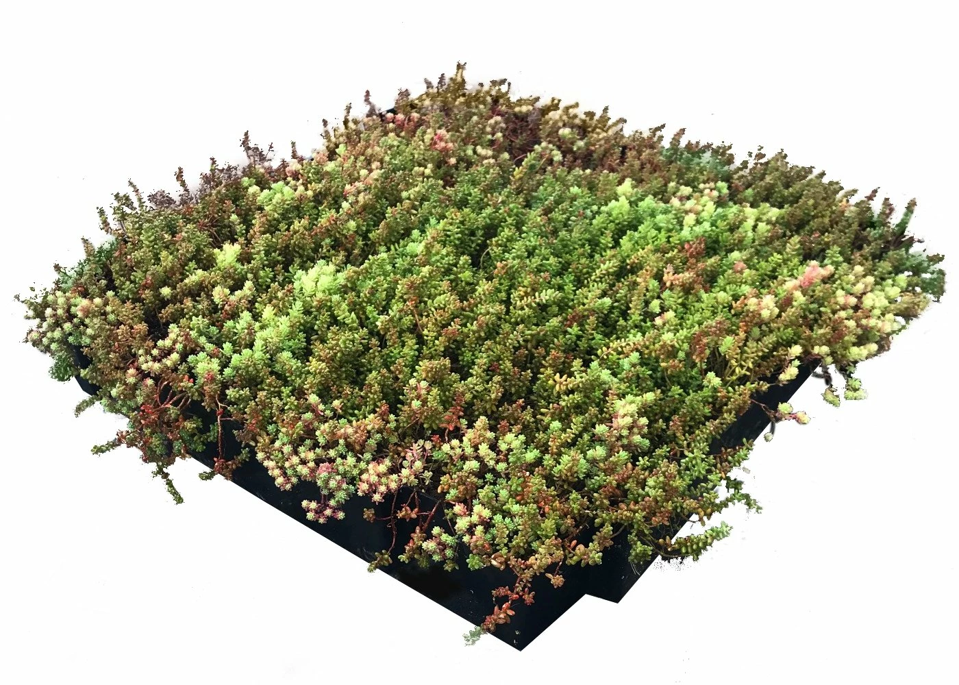 Daktuin Sedumtray Eco (per M²) 4 Daktuin Sedumtray Eco (per M²) - Afbeelding 2