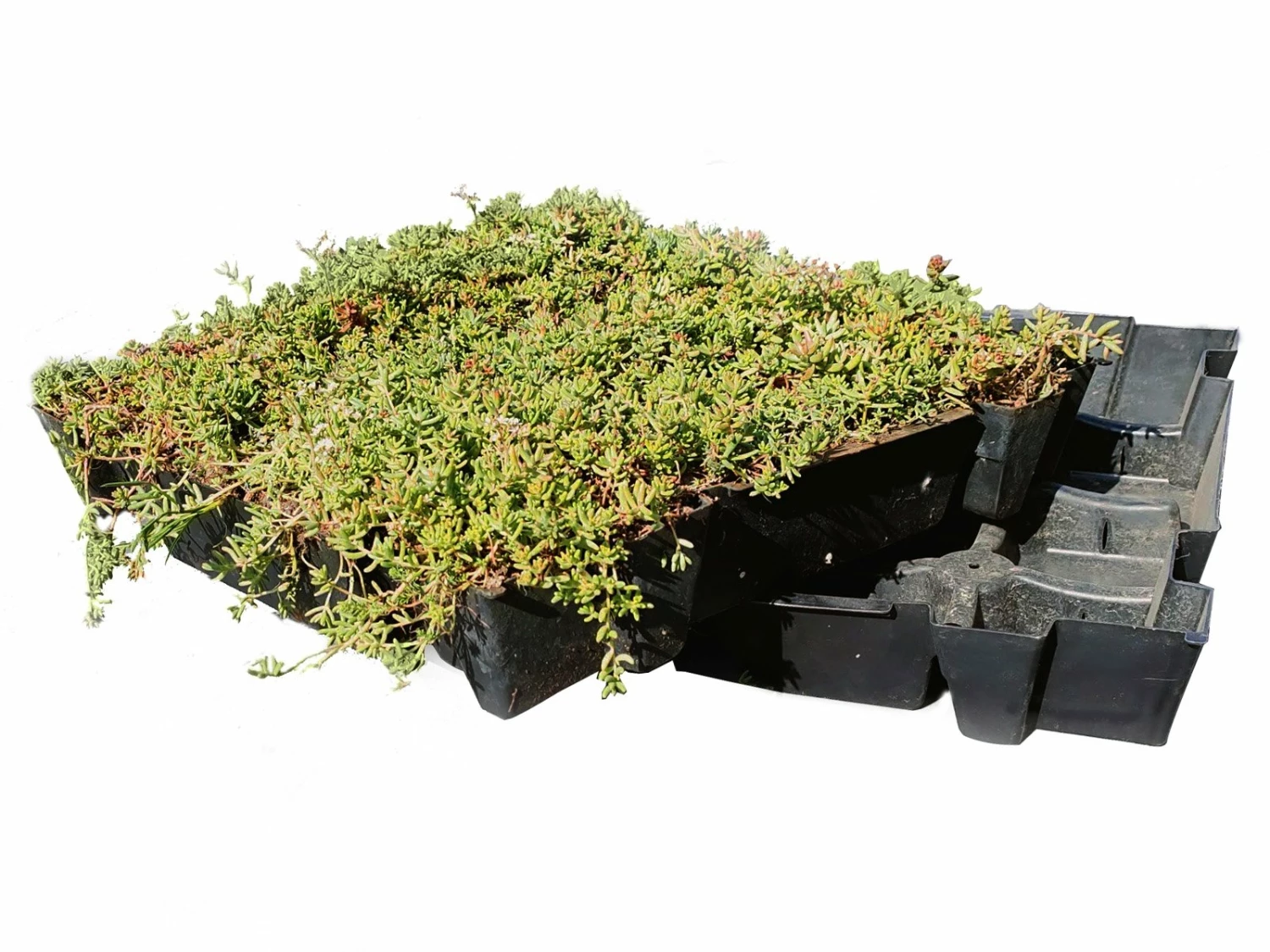 Daktuin Sedumtray Eco (per M²) 3 Daktuin Sedumtray Eco (per M²)