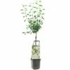 Stoofperenboom Wonder Tree Gieser Wildeman -COPPELMANS Winkel stoofperenboom wonder tree gieser wildeman 1500x1500 624ecca422b76 l