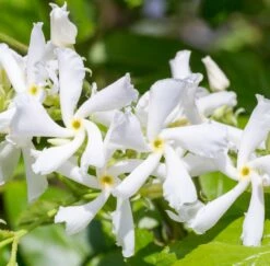 Toscaanse Jasmijn XL 95cm Hoog, In 17cm-pot 5 Toscaanse Jasmijn XL 95cm Hoog, In 17cm-pot -COPPELMANS Winkel toscaanse jasmijn xl 95cm hoog in 17cm pot 3366x3307 6479ef3d08f3e l