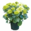 Tuinhortensia, In 23cm-pot 1 Tuinhortensia, In 23cm-pot -COPPELMANS Winkel tuinhortensia in 23cm pot 1000x1000 6297754c271ec l