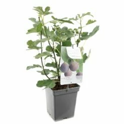 Vijgenboom (Ficus Carica Brown Turkey), In Pot