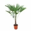 Winterharde Palm 150cm Hoog, In 35cm-pot 2 Winterharde Palm 150cm Hoog, In 35cm-pot -COPPELMANS Winkel winterharde palm 150cm hoog in 35cm pot 1000x1000 6255853d235f6 l