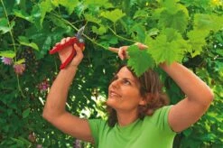 WOLF-Garten Aambeeld Snoeischaar Comfort Plus RS2500 -COPPELMANS Winkel wolf garten aambeeld snoeischaar comfort plus rs2500 1619177787 1 l